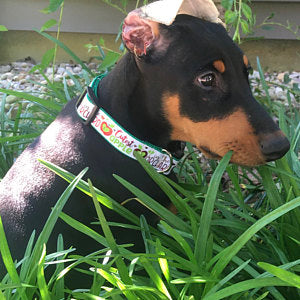 Cutest Apple in the Orchard dog collar and/or leash. 1" wide