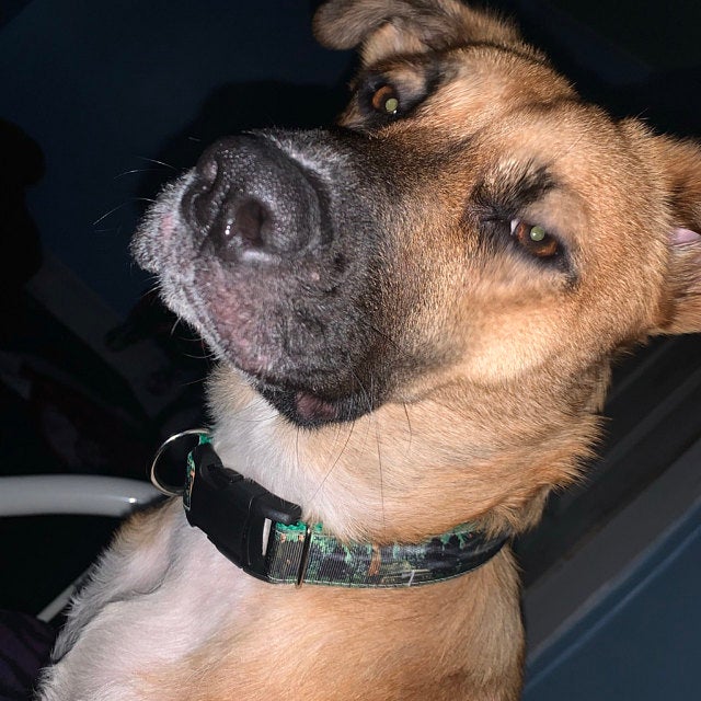 Supernatural green and black dog collar. 1 inch wide