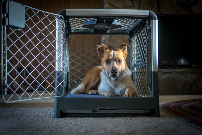 How to stop a dog from barking in their crate