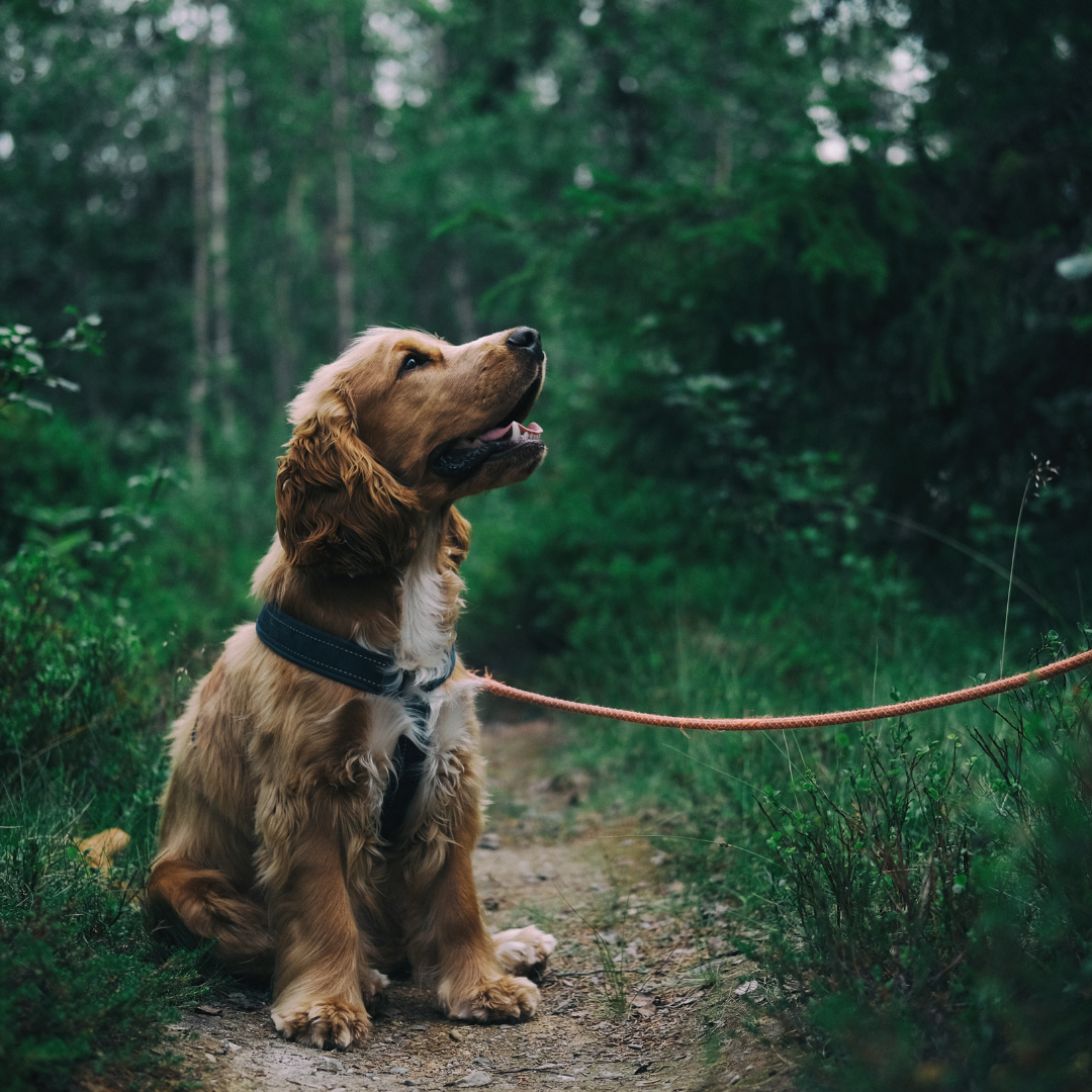Dog Collar Sizing: How to Find the Right Size Collar for Your Dog