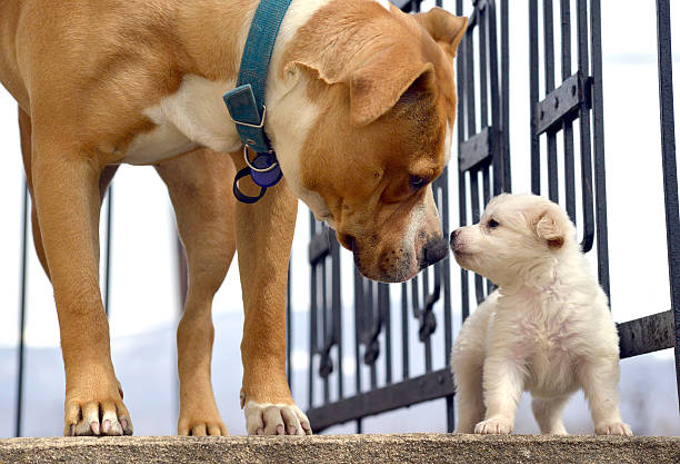 INTRODUCING A NEW PUPPY TO THE FAMILY DOG!