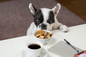 Stopping Your Dog From Stealing Your Food