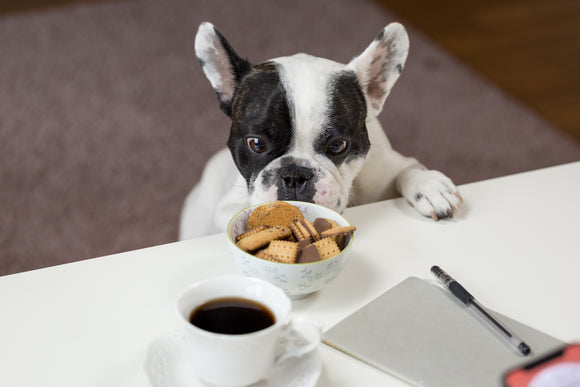 Stopping Your Dog From Stealing Your Food