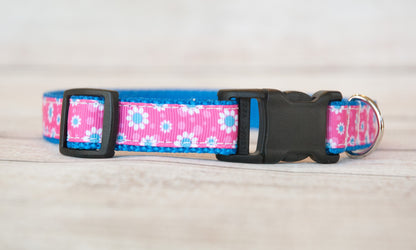 Daisy dog collar and/or leash with pink background 3/4" wide