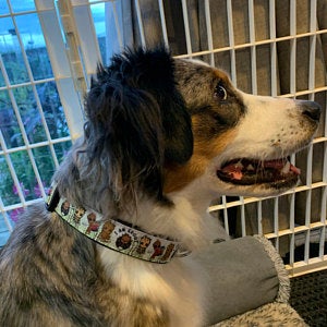 Groot dog collar and/or leash, Superhero dog collar and/or leash, 1" wide