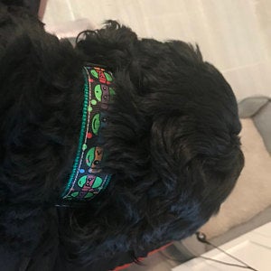 Little Ninjas dog collar. 1" wide, green