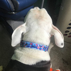 Stitch dog collar. 1 inch wide